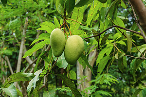 Mango-Baum